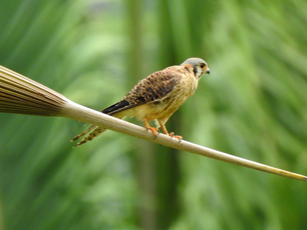 American Kestrel - ML620060931