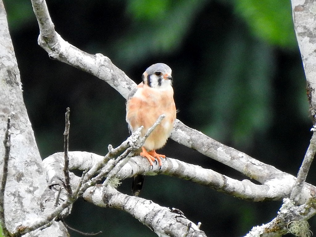 American Kestrel - ML620060932