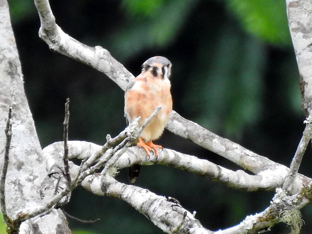 American Kestrel - ML620060933