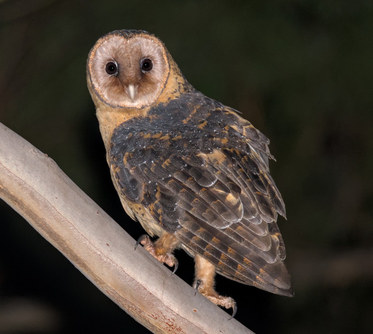 Australian Masked-Owl - ML620060936