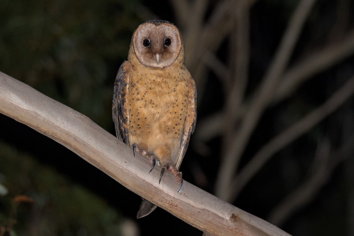 Australian Masked-Owl - ML620060938