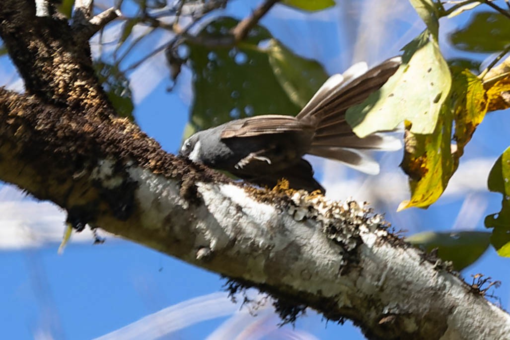 White-throated Fantail - ML620060942