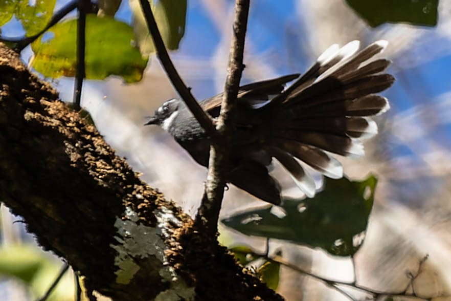 White-throated Fantail - ML620060943
