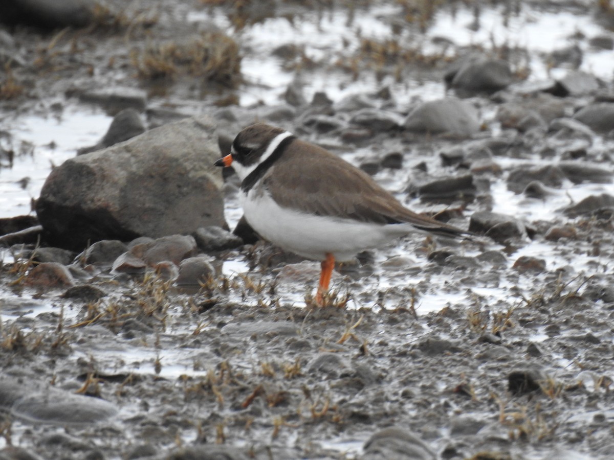 Semipalmated Plover - ML620060952