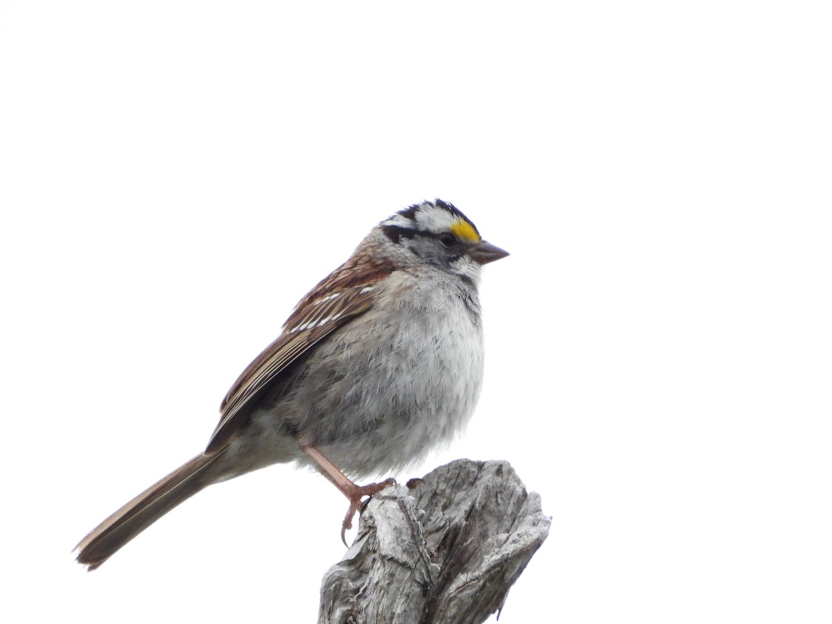White-throated Sparrow - ML620060957