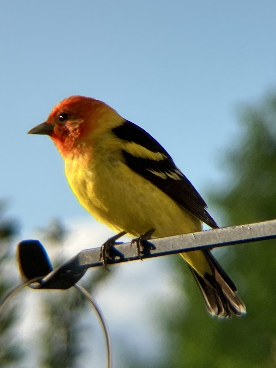 Western Tanager - ML620060964