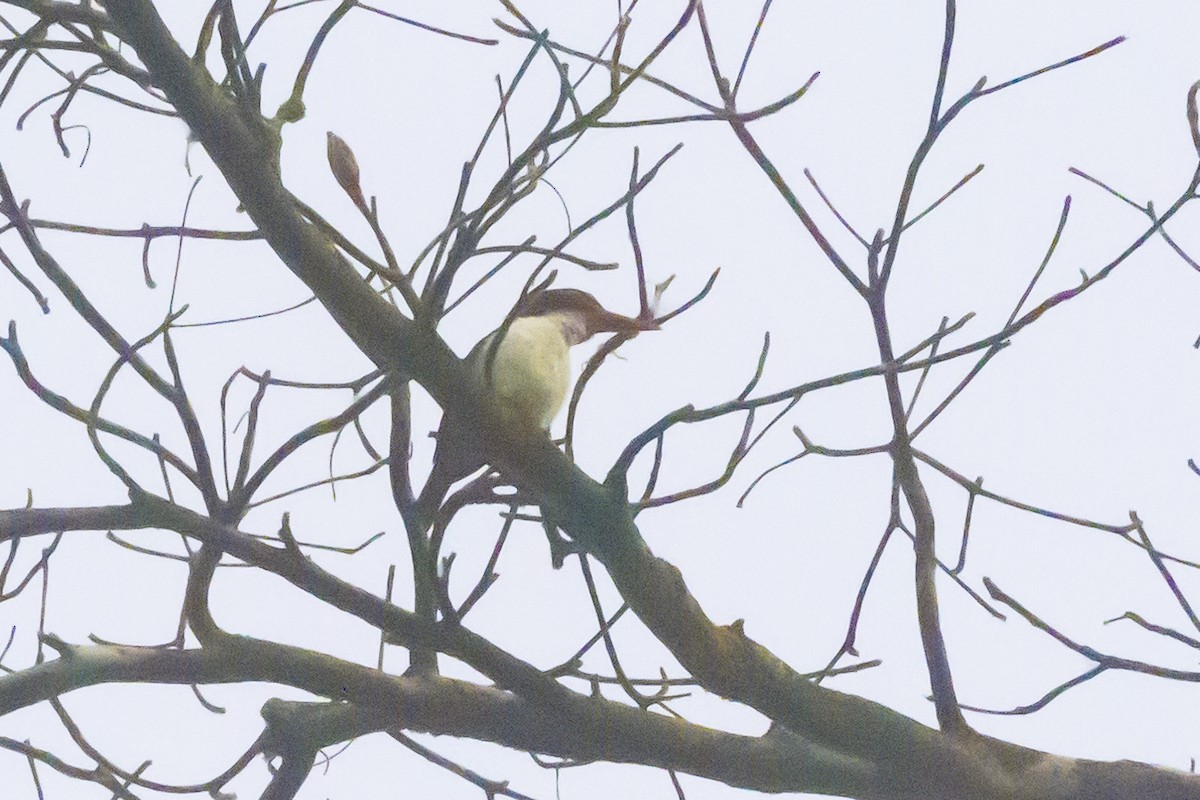 Chocolate-backed Kingfisher - ML620060973