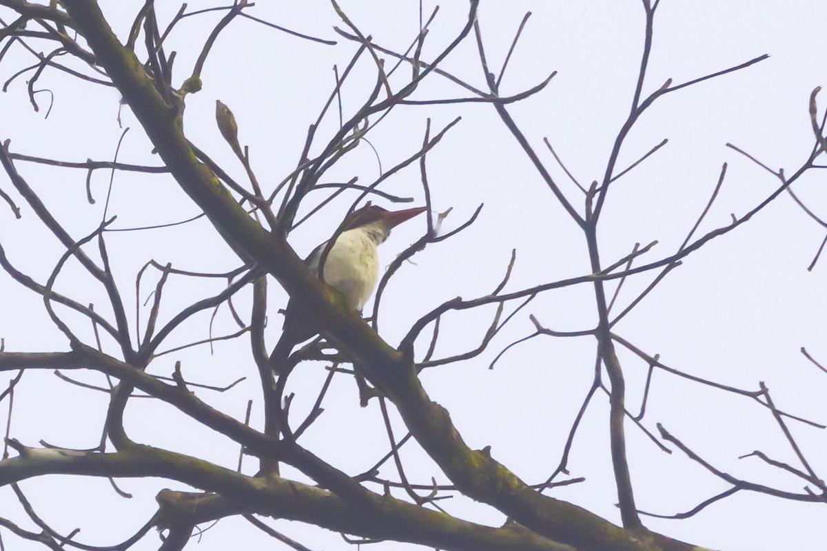 Chocolate-backed Kingfisher - ML620060975