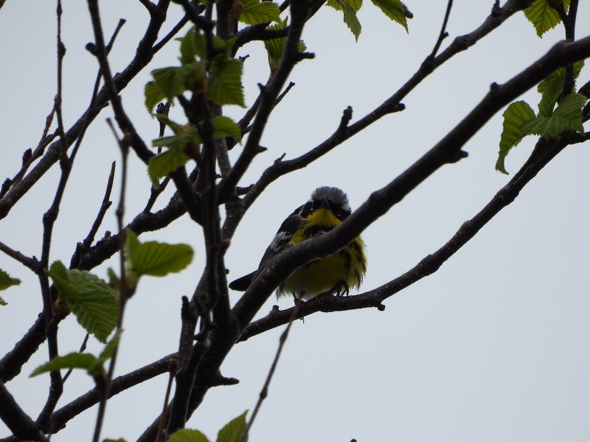 Magnolia Warbler - ML620060980