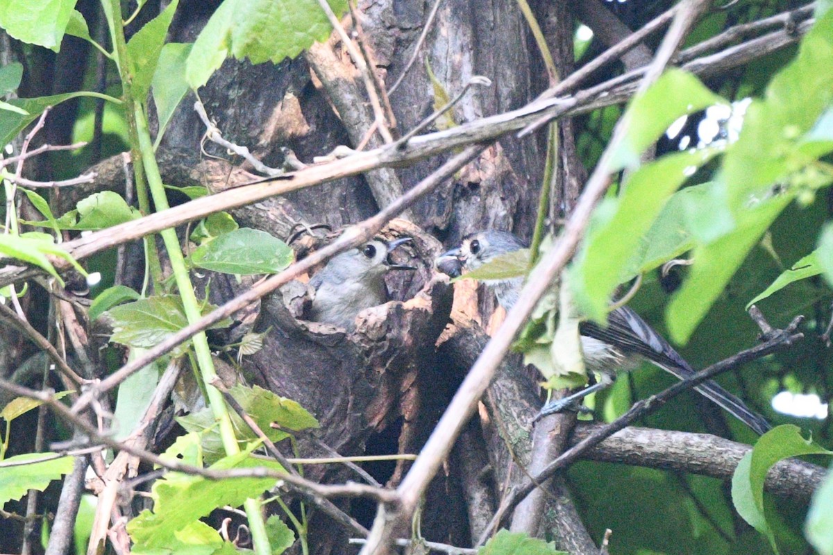 Tufted Titmouse - ML620060990