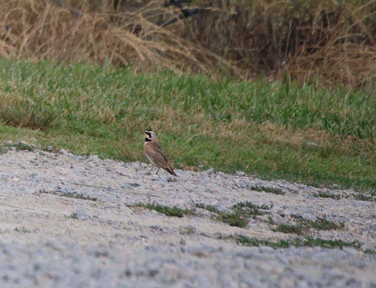 Horned Lark - ML620060992