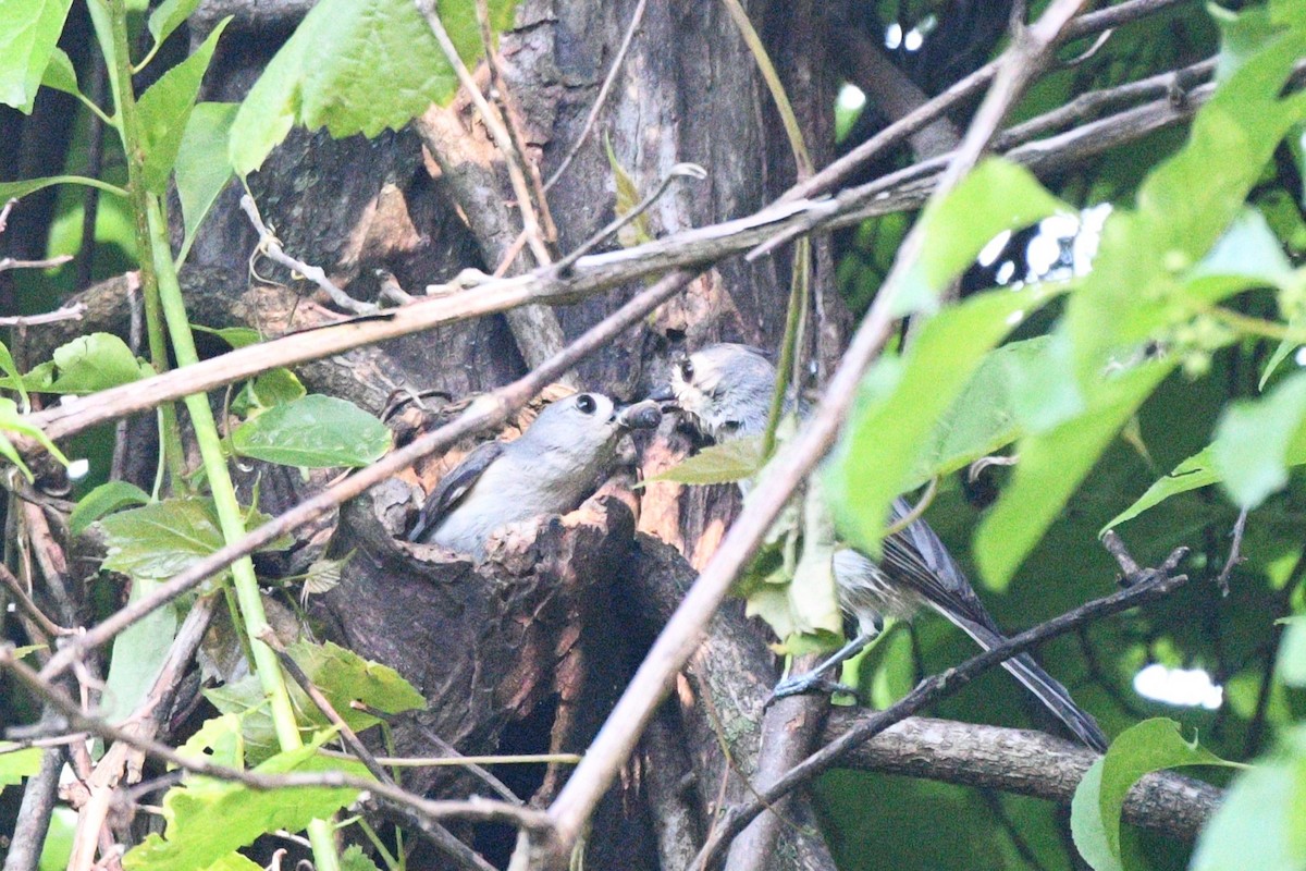 Tufted Titmouse - ML620060994