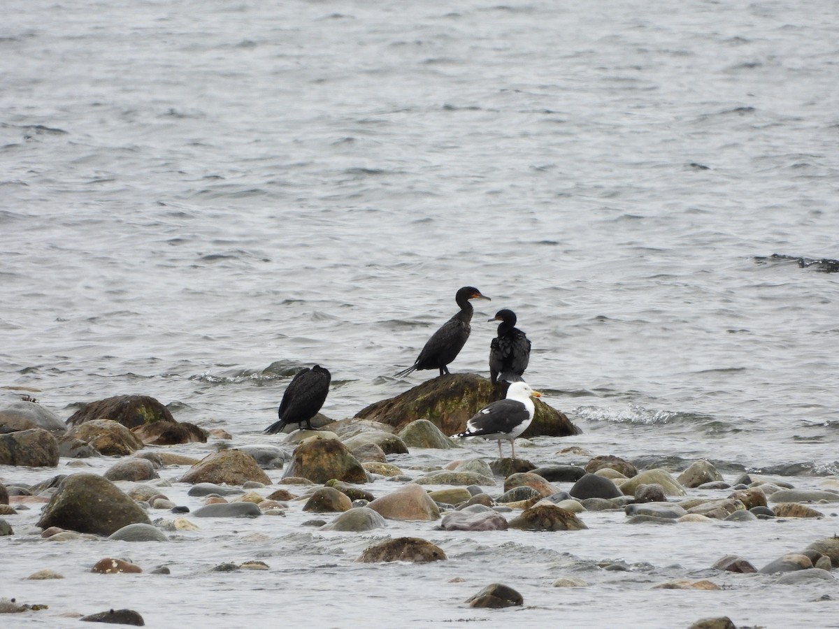 Double-crested Cormorant - ML620061008