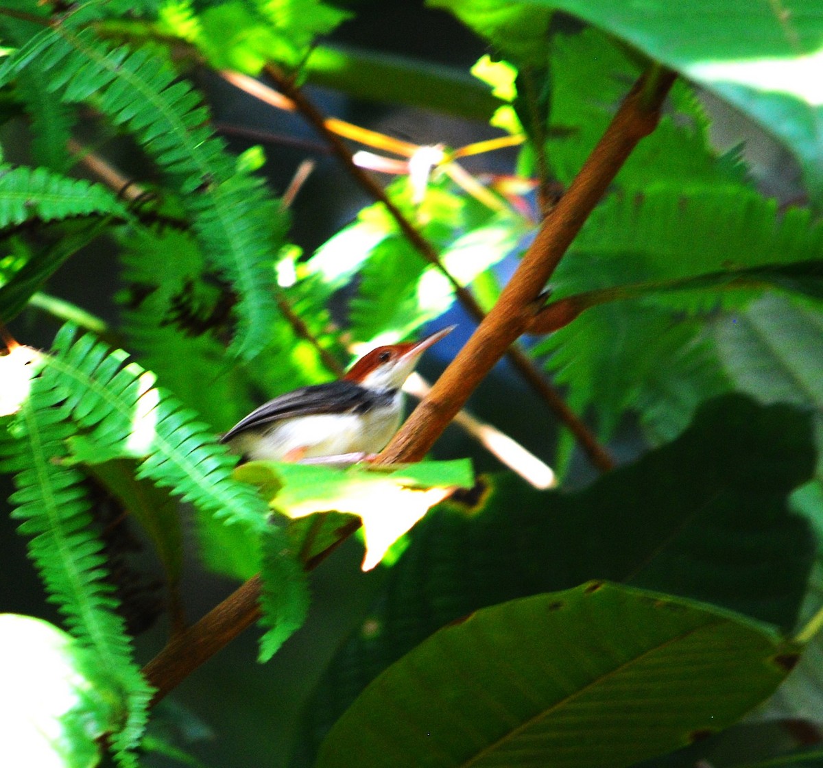 Rufous-tailed Tailorbird - ML620061013