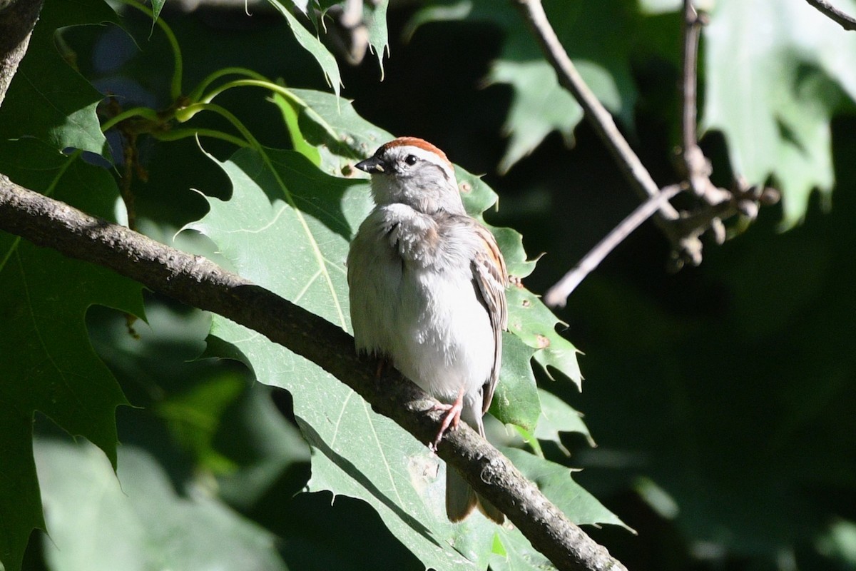 Chipping Sparrow - ML620061029
