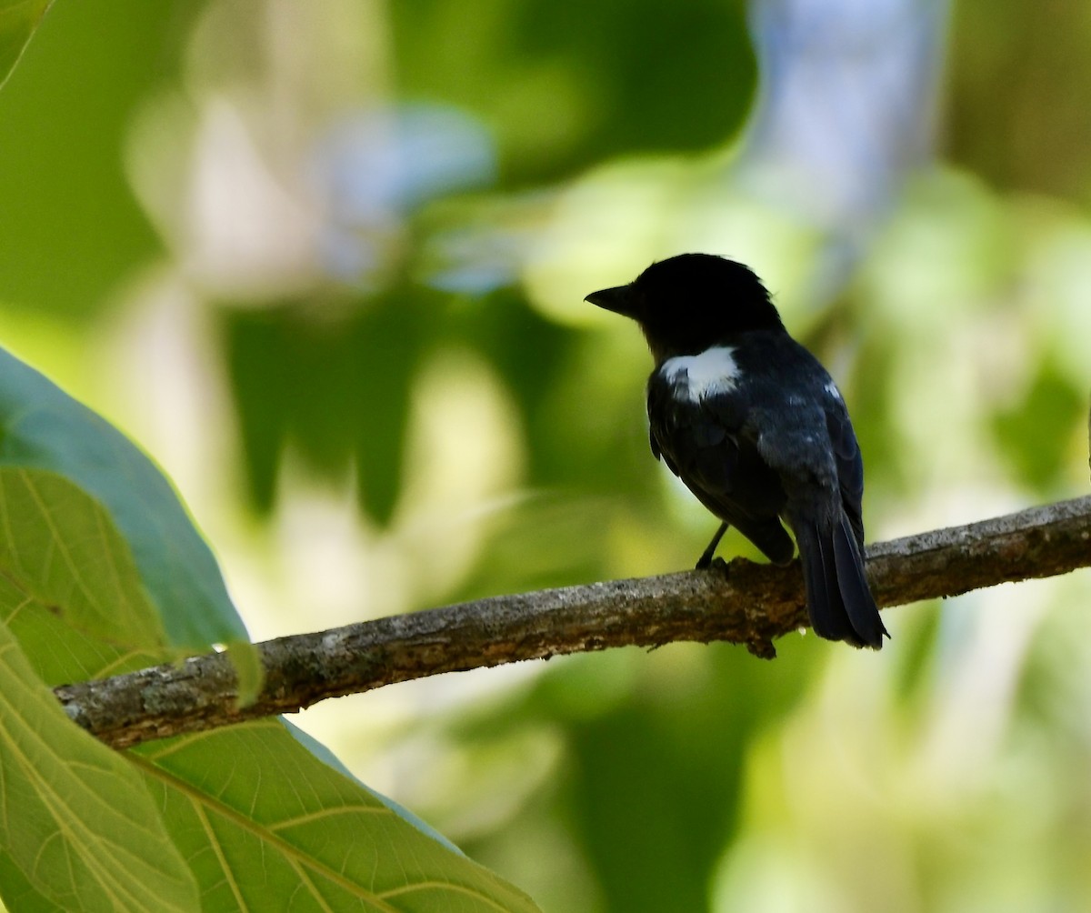 White-shouldered Tanager - ML620061035