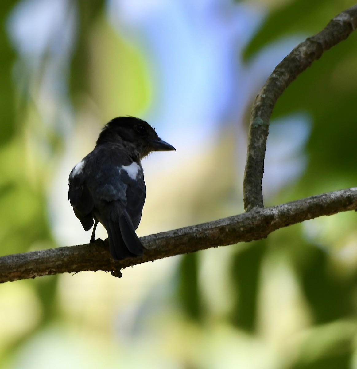 White-shouldered Tanager - ML620061036