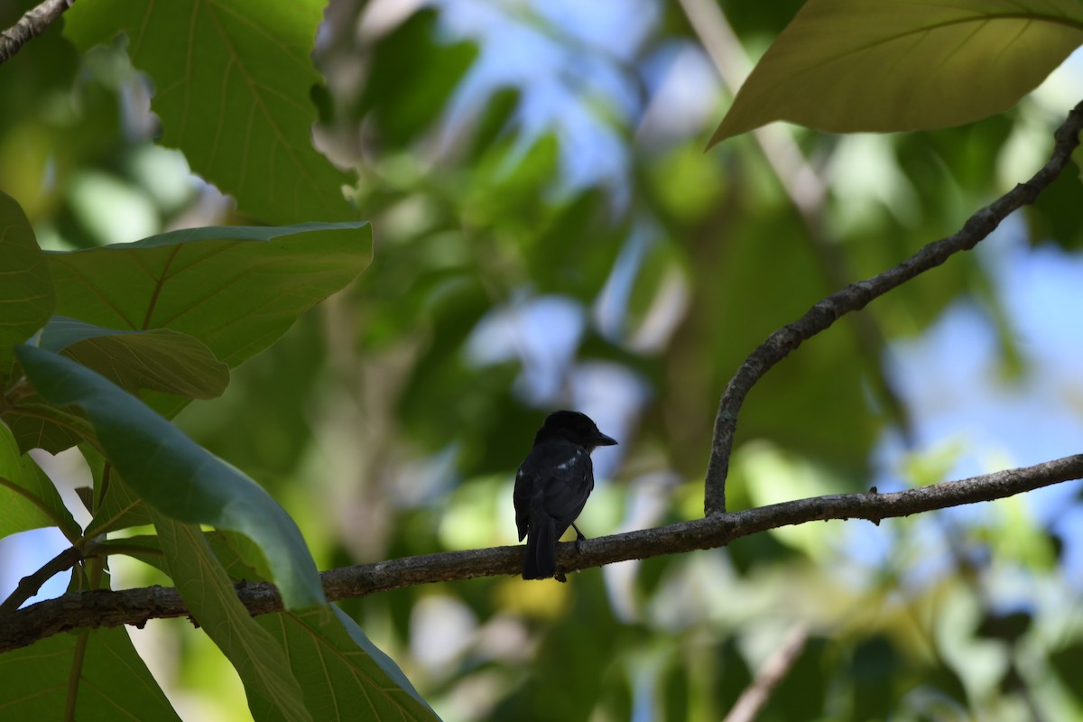 White-shouldered Tanager - ML620061037