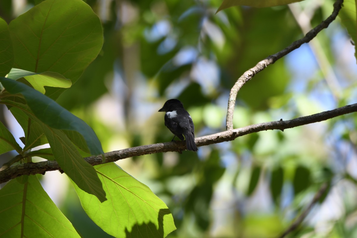 White-shouldered Tanager - ML620061039