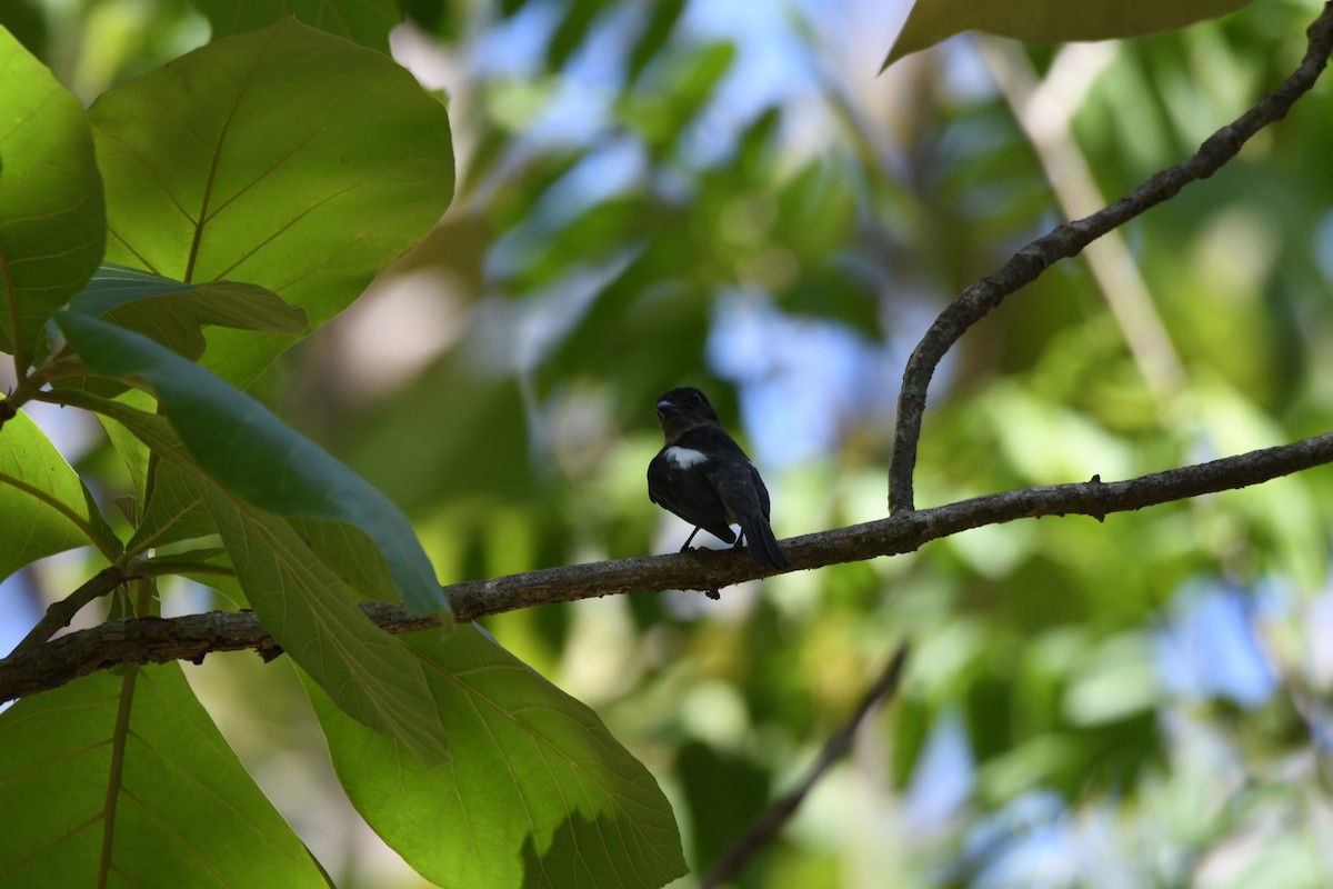 White-shouldered Tanager - ML620061040