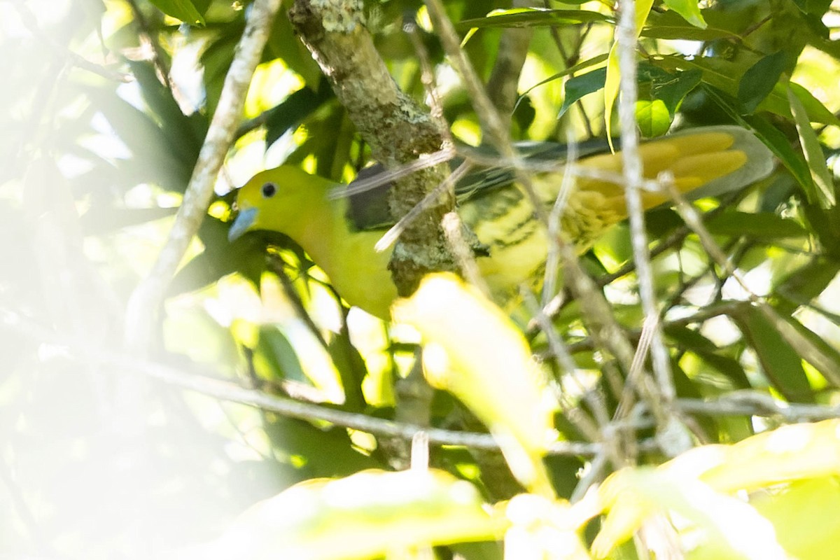 Wedge-tailed Green-Pigeon - ML620061055