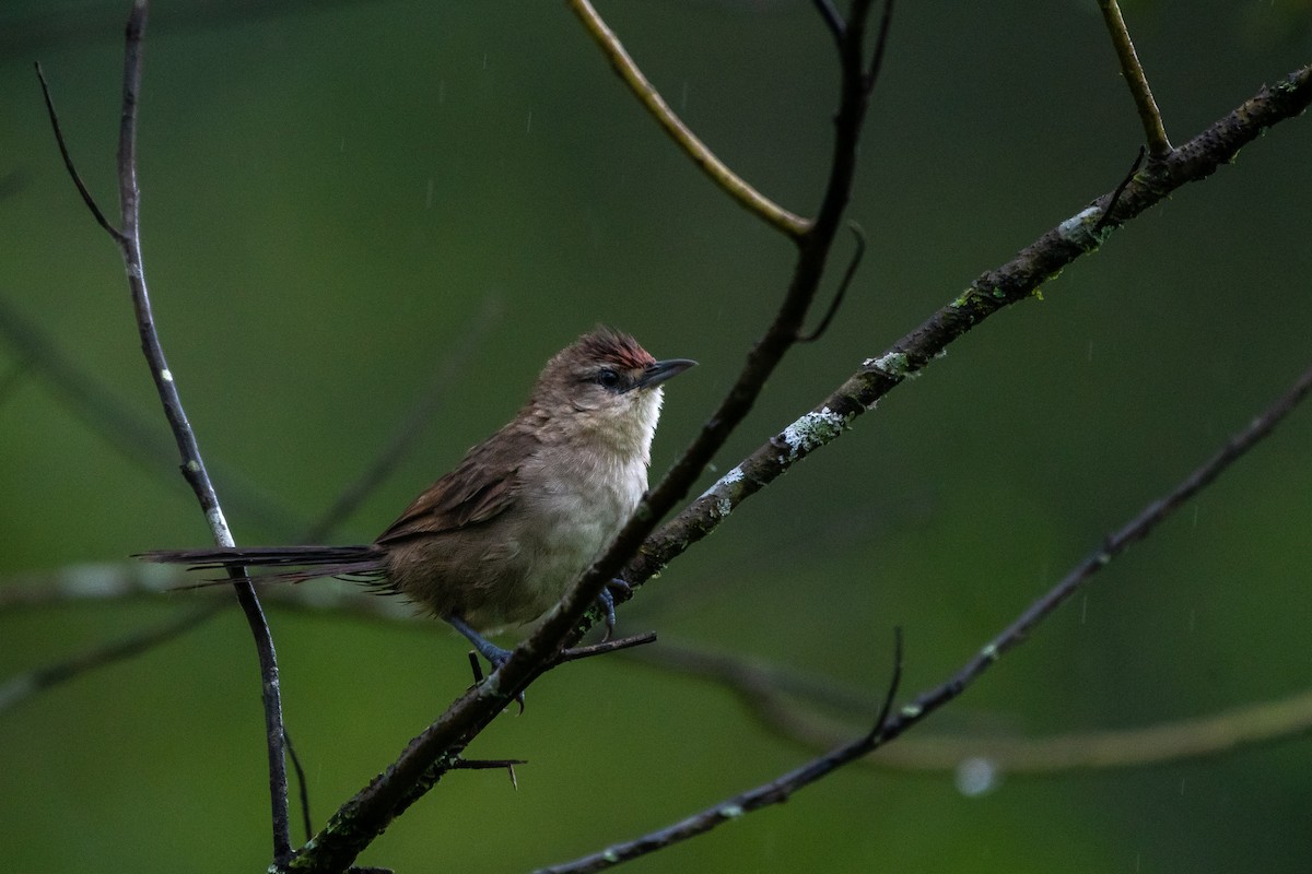 Rufous-fronted Thornbird (Rufous-fronted) - ML620061066