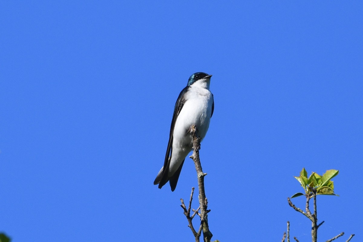 Tree Swallow - ML620061083