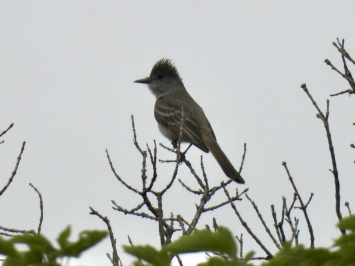 Ash-throated Flycatcher - ML620061085