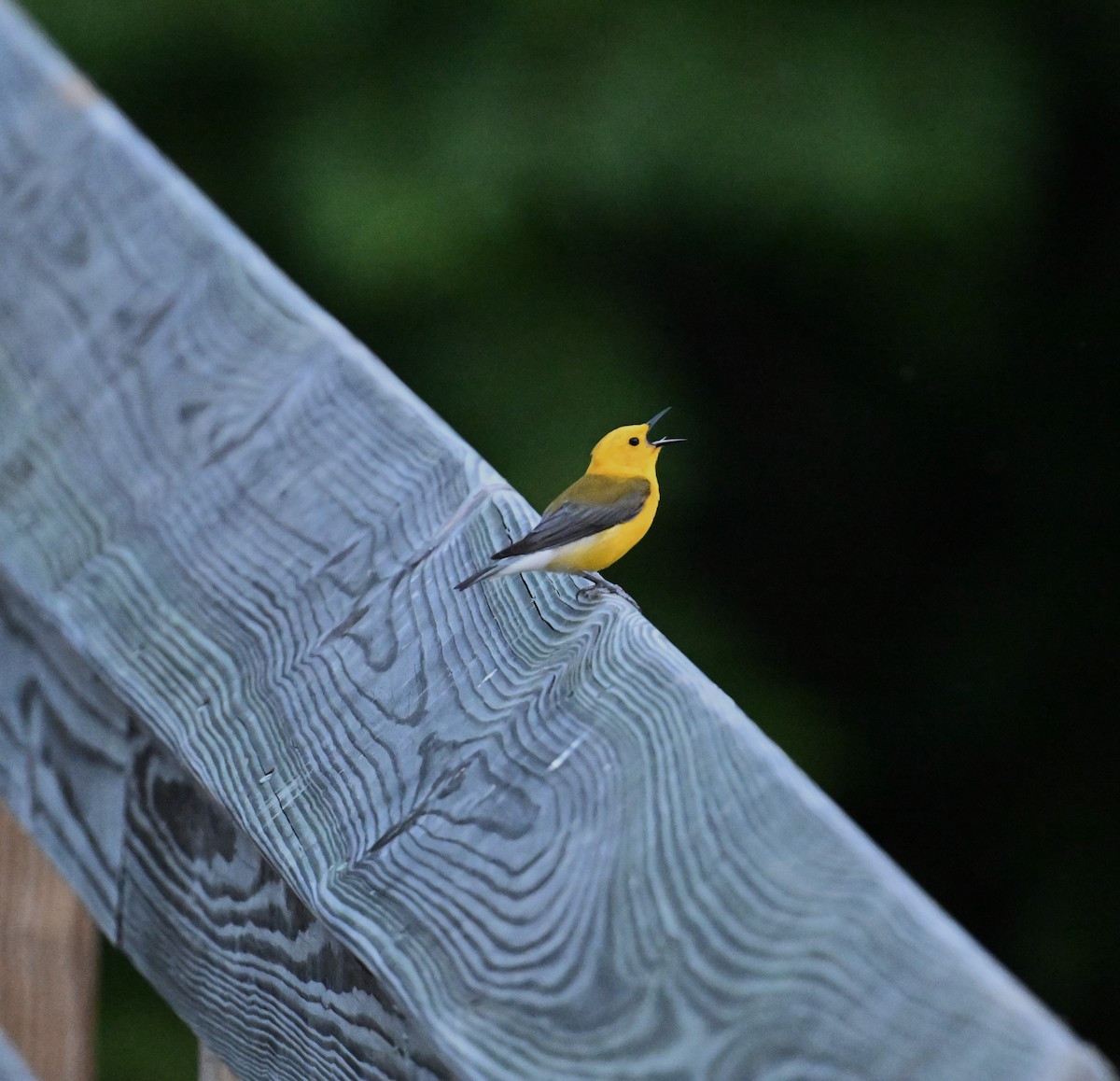 Prothonotary Warbler - ML620061086