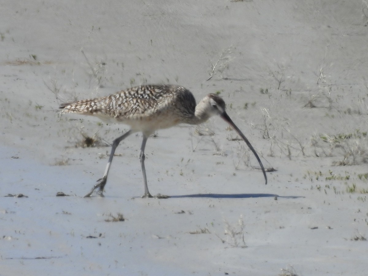 Long-billed Curlew - ML620061134