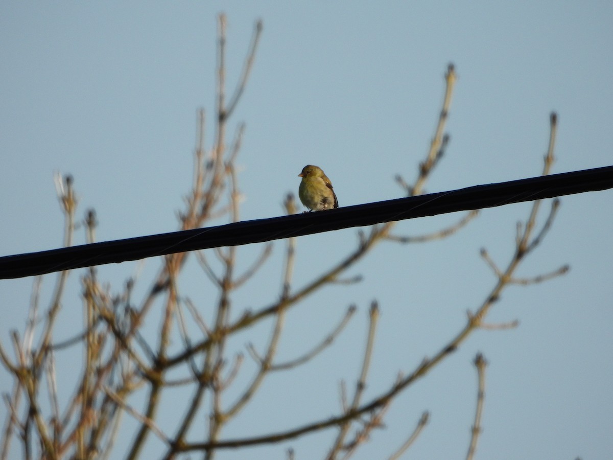 Chardonneret jaune - ML620061139