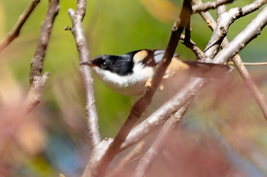 Rufous-backed Sibia - ML620061142