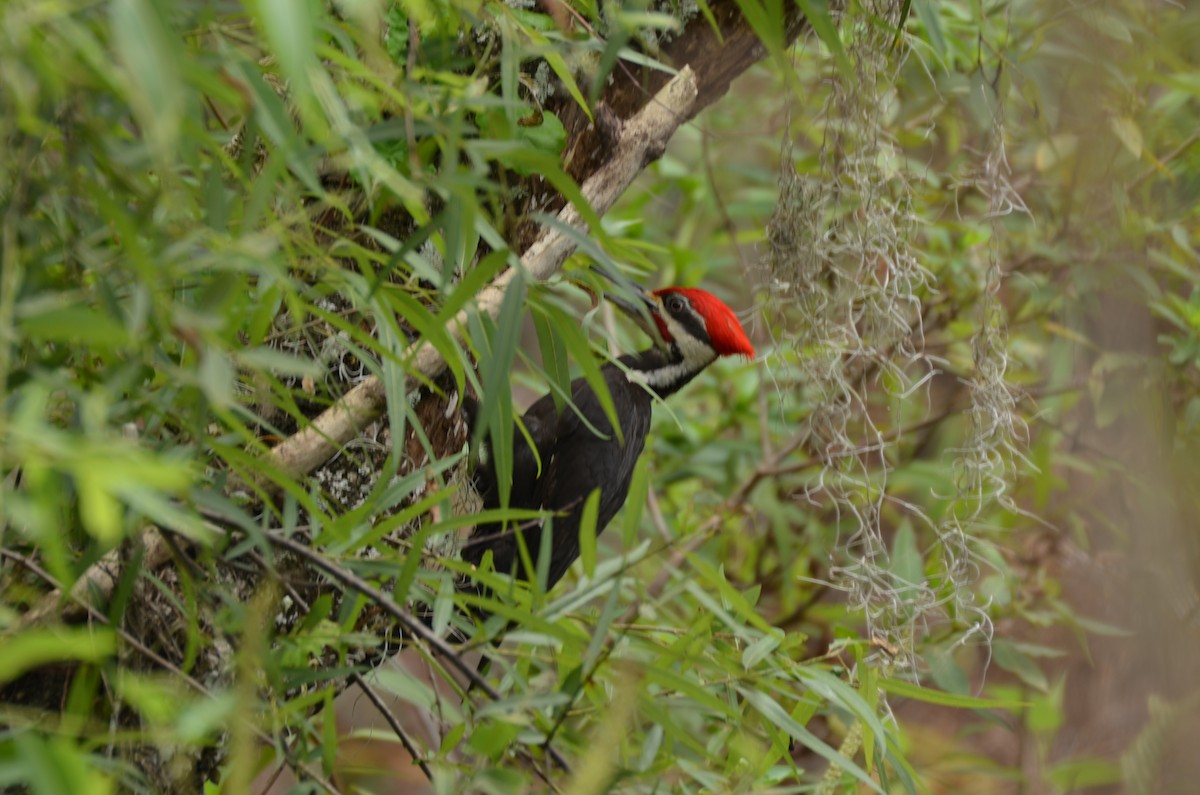 Pileated Woodpecker - ML620061157