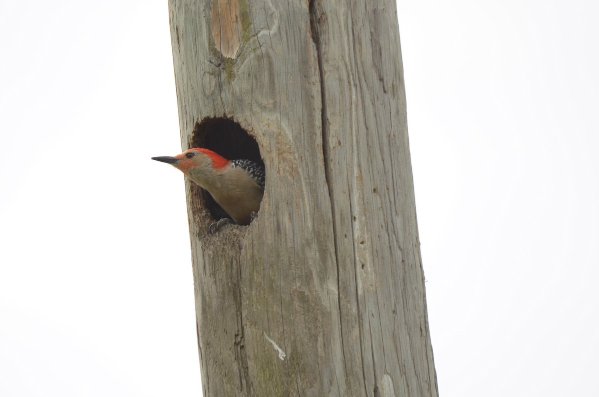 Red-bellied Woodpecker - ML620061159
