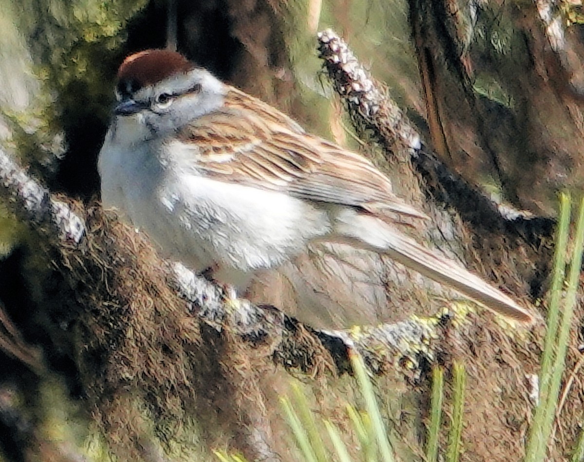 Chipping Sparrow - ML620061160