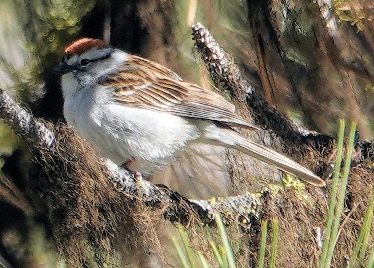 Chipping Sparrow - ML620061161