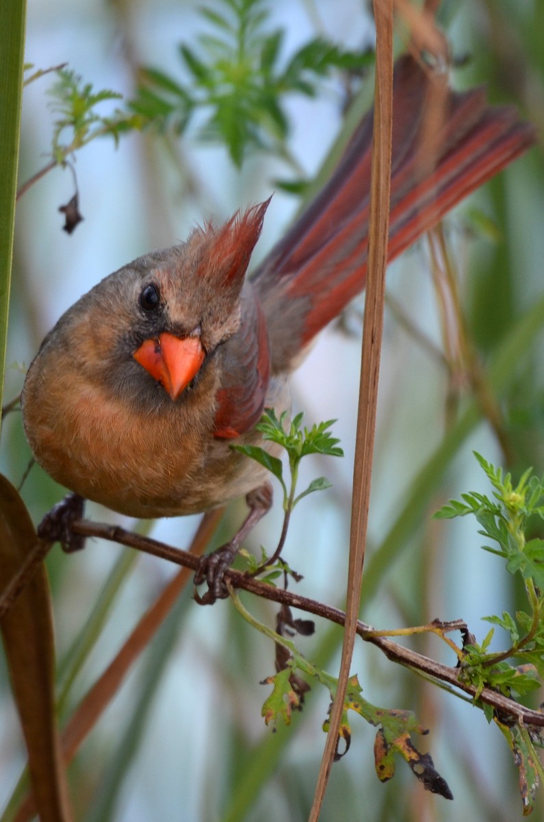 Cardinal rouge - ML620061171