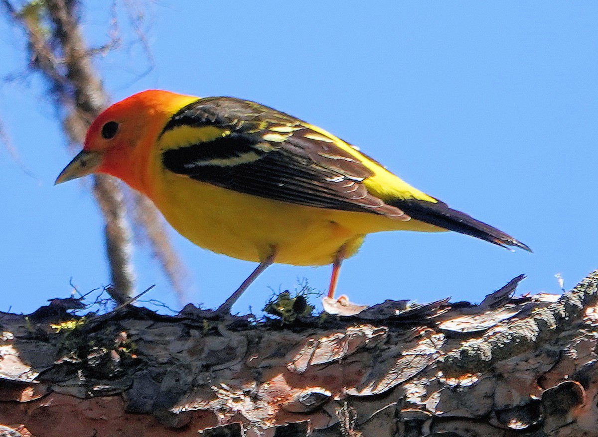 Western Tanager - ML620061189