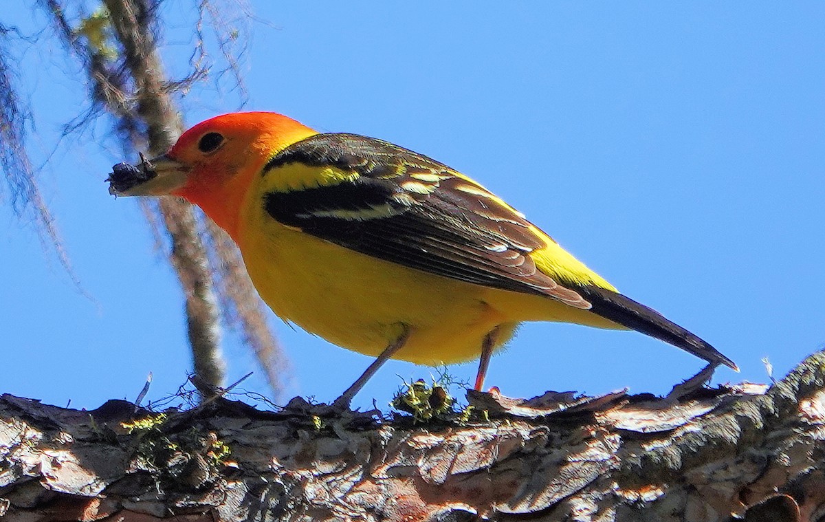 Western Tanager - ML620061190