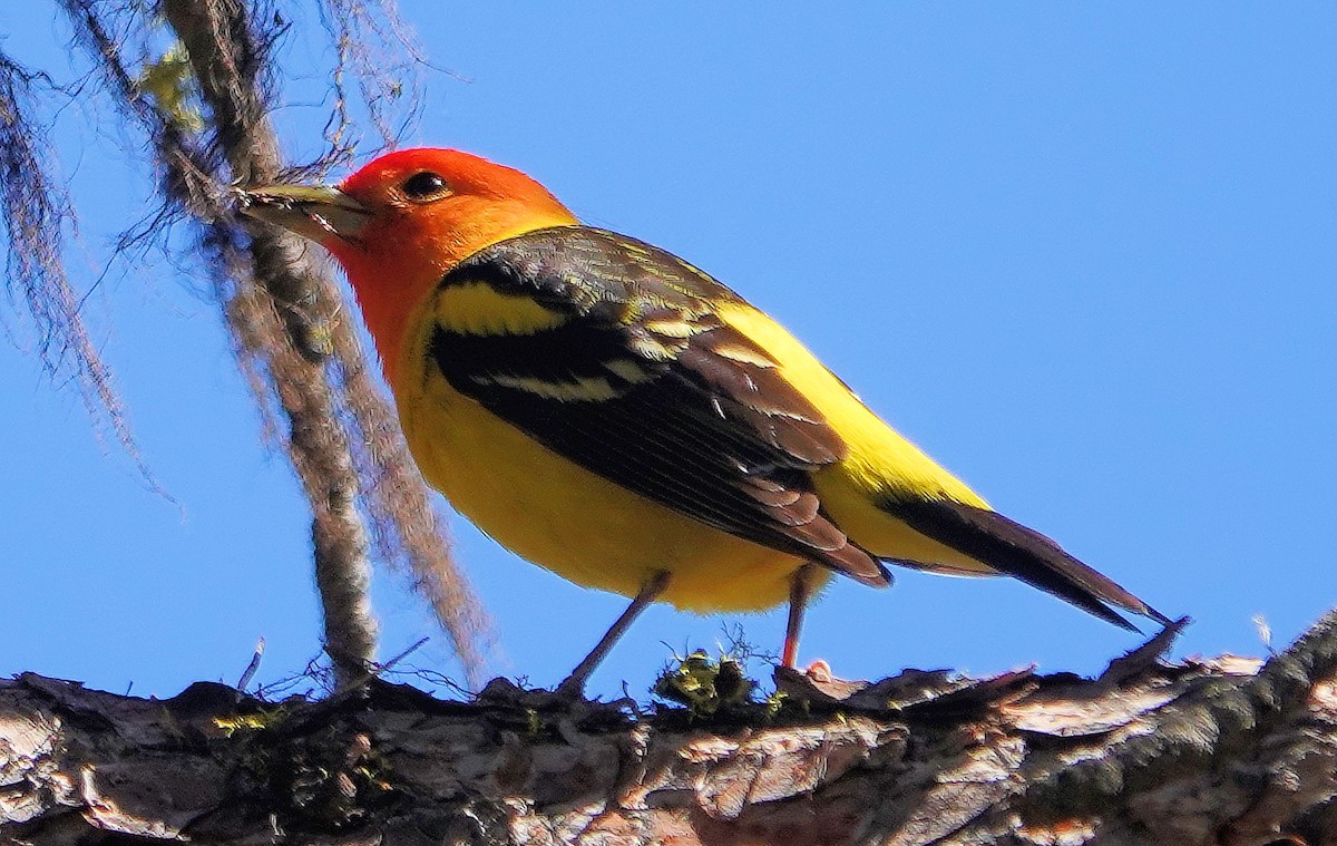 Western Tanager - ML620061191