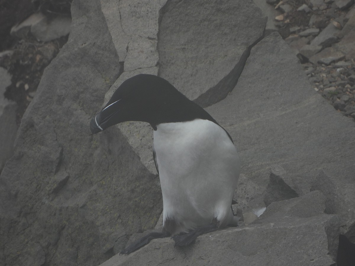 Petit Pingouin - ML620061208