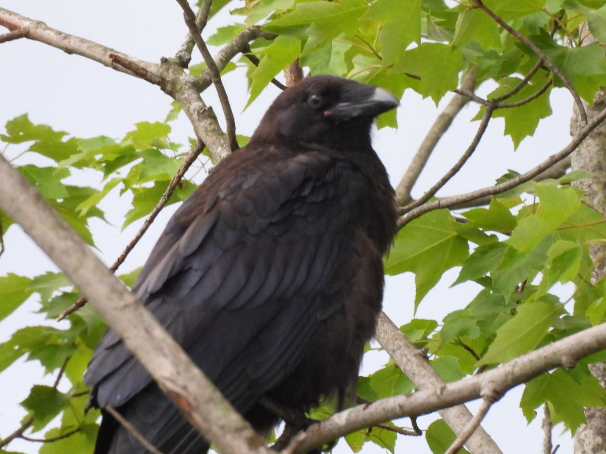 Common Raven - ML620061229
