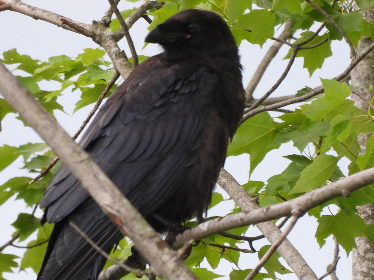 Common Raven - ML620061232