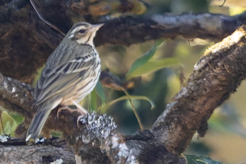 Olive-backed Pipit - ML620061247