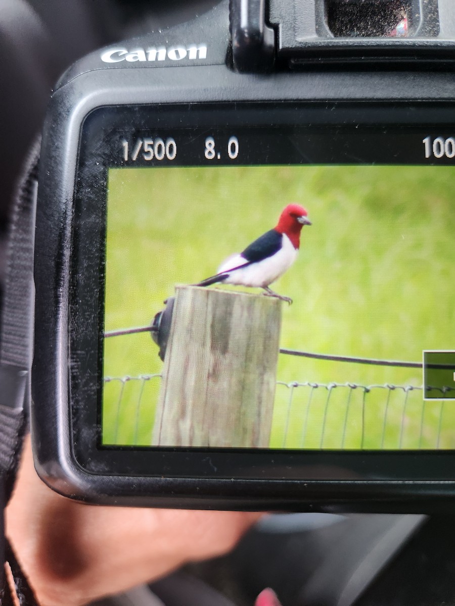 Red-headed Woodpecker - ML620061258