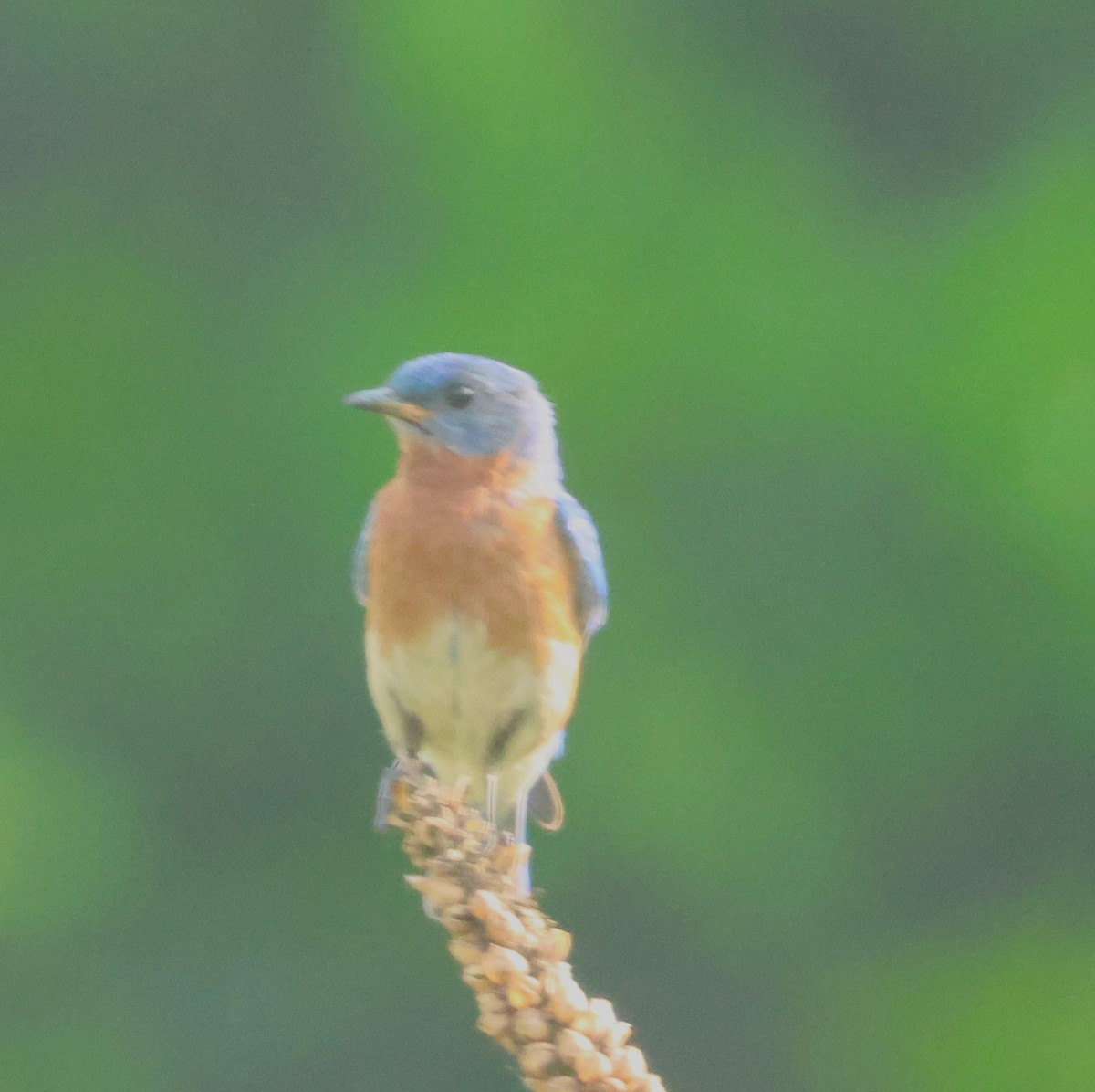 Eastern Bluebird - ML620061261