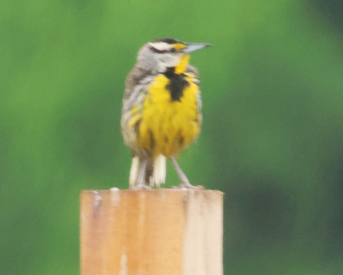 Eastern Meadowlark - ML620061271