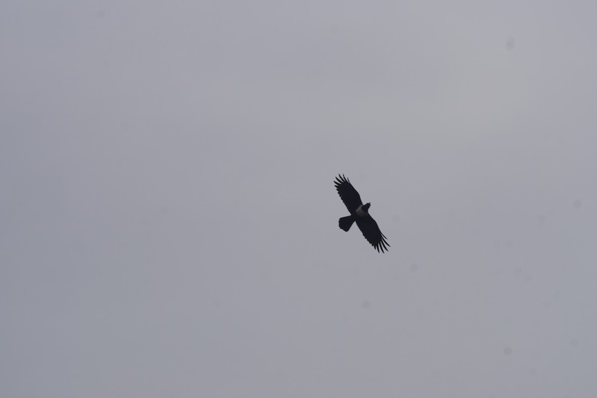 Pied Crow - ML620061272