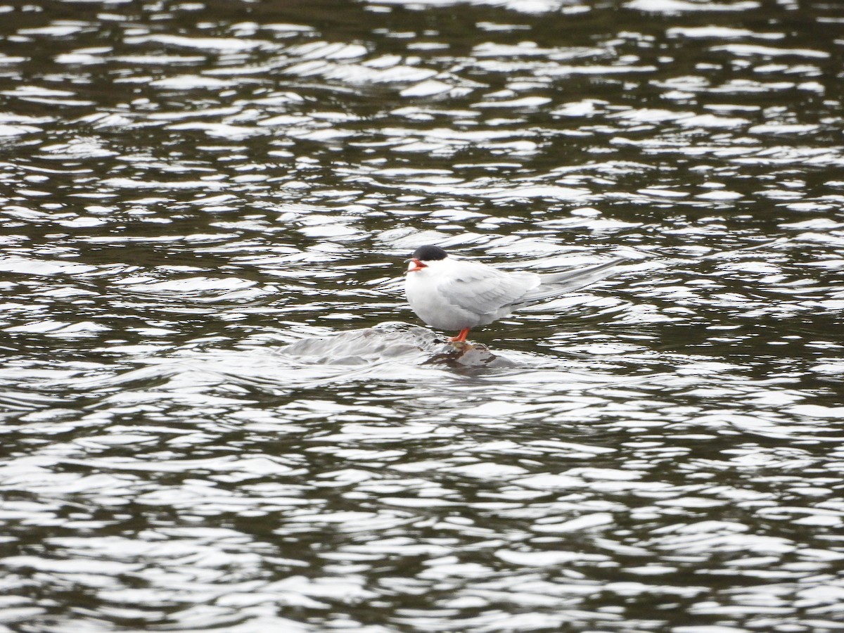 Common Tern - ML620061276
