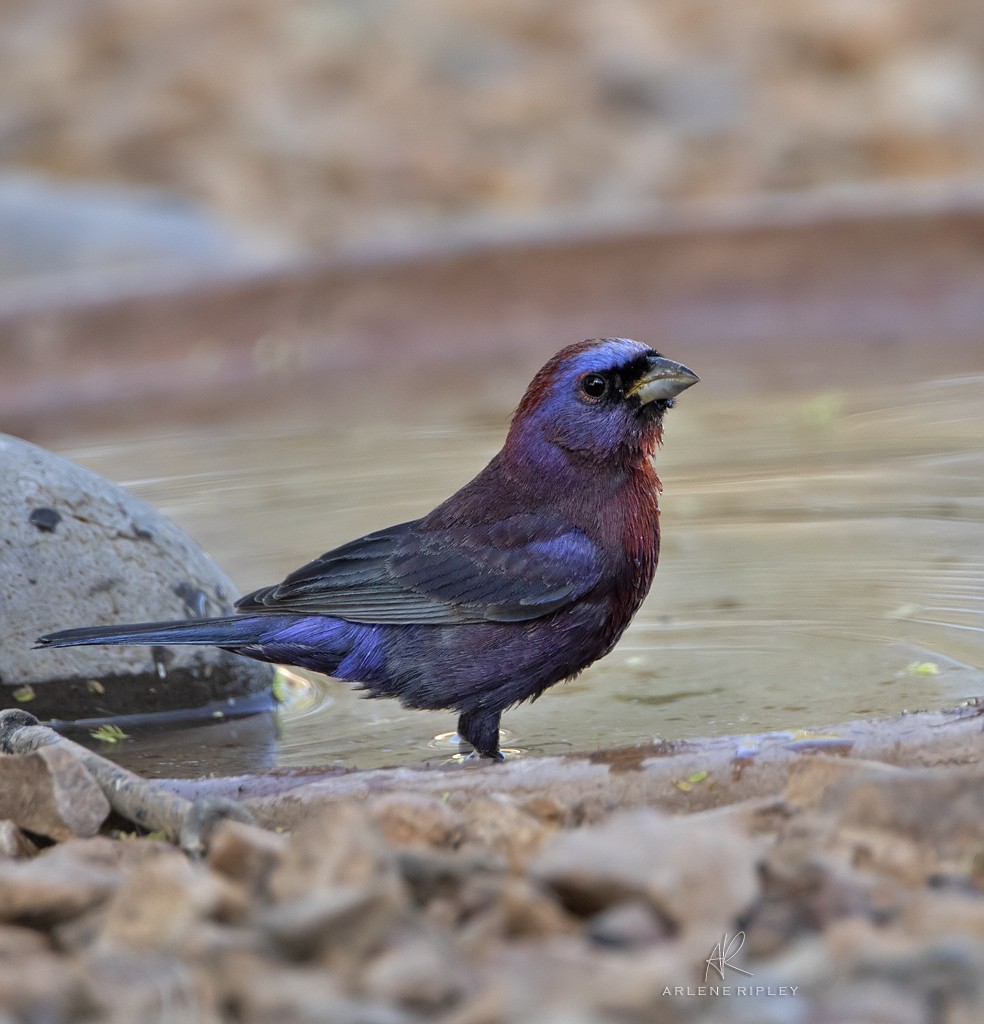 Varied Bunting - ML620061291